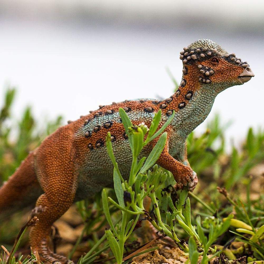 Pachycephalosaurus Toy | Dinosaur Toys | Safari Ltd.