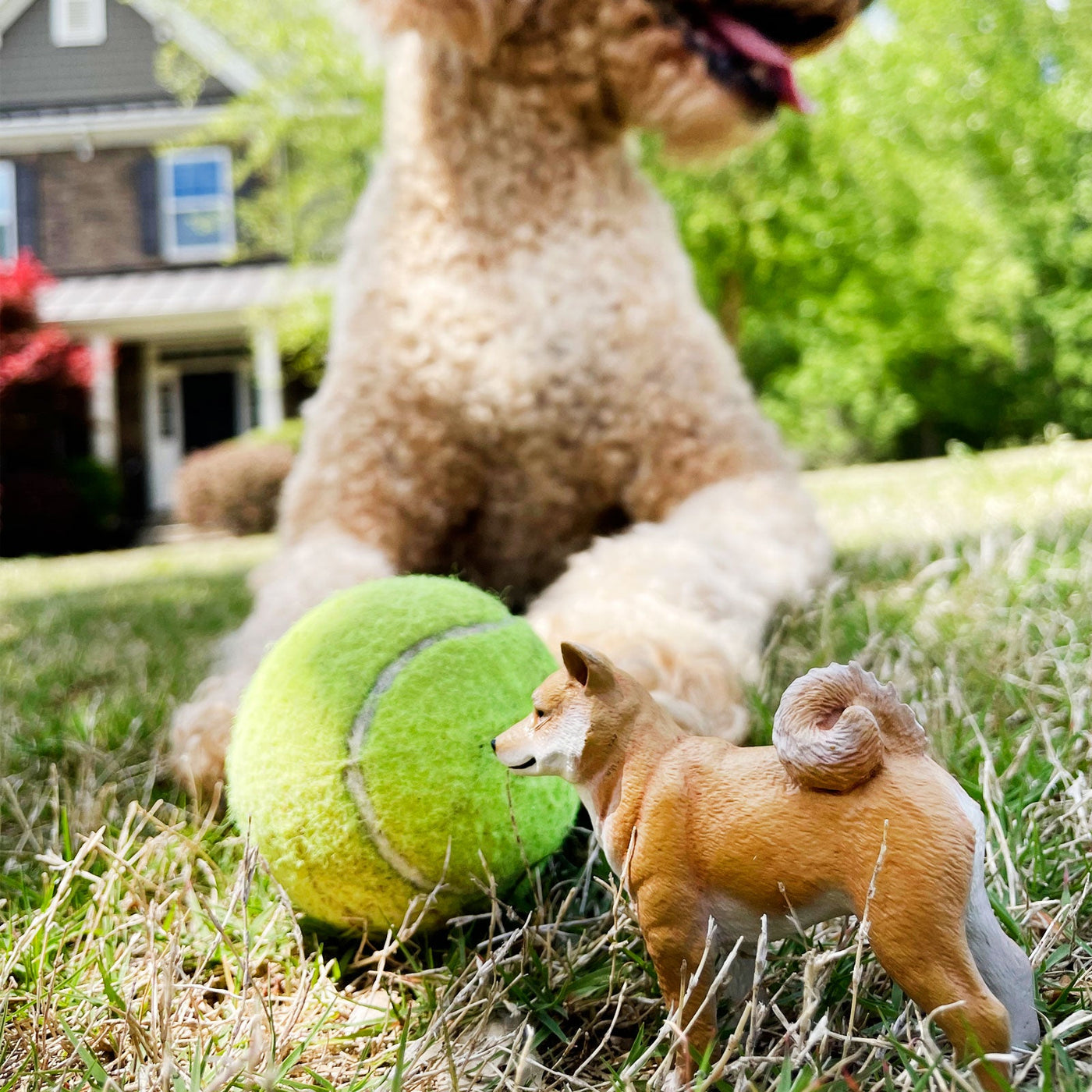 Shiba Inu Toy Dog Figure - Safari Ltd®