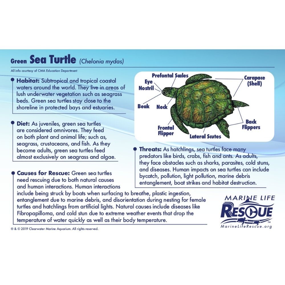 Turtle in Rescue Stretcher - Safari Ltd®